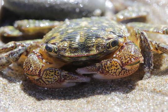 Image of striped shore crab