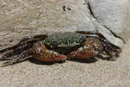 Image of striped shore crab