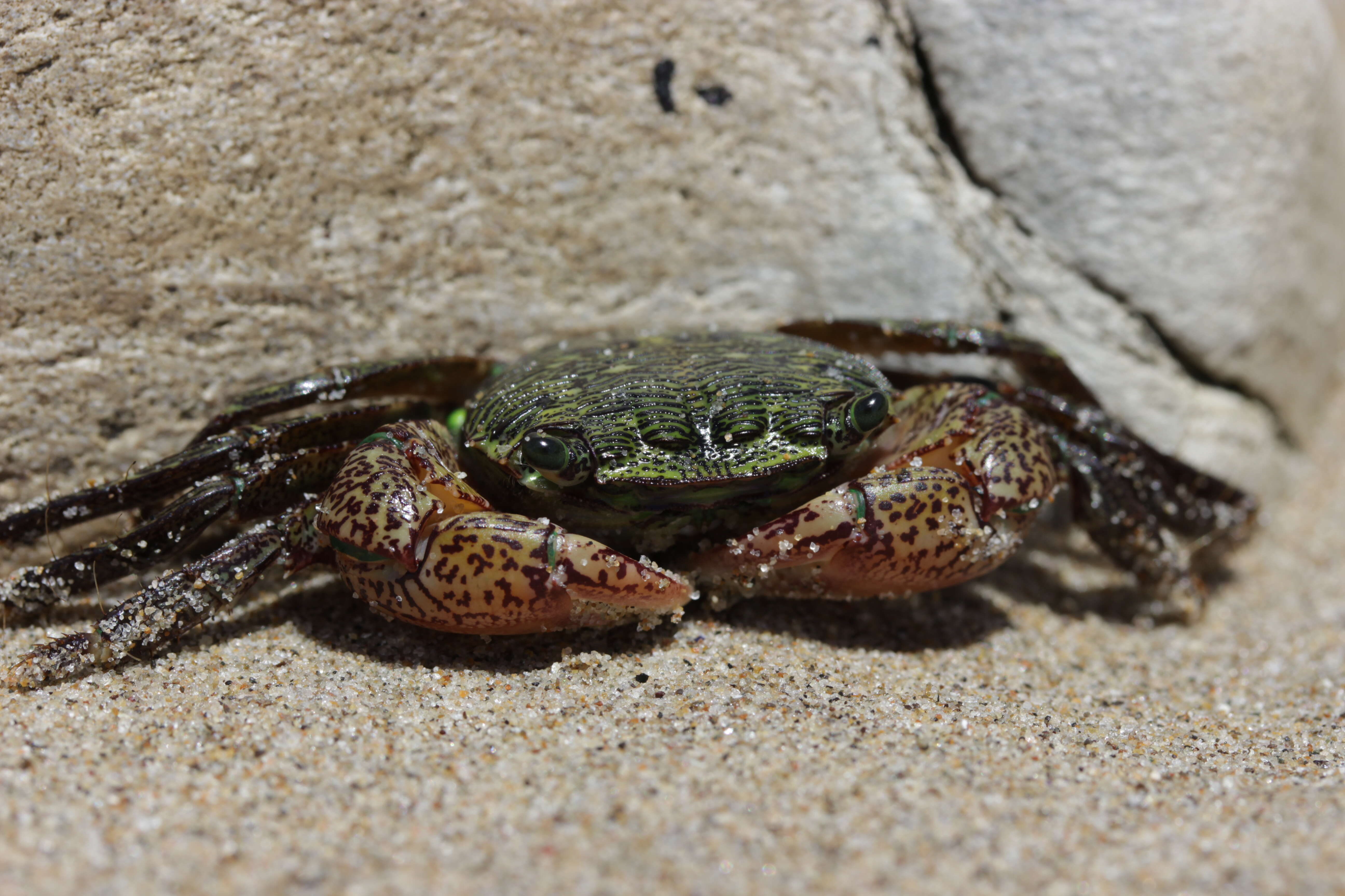 Image de Pachygrapsus crassipes Randall 1840