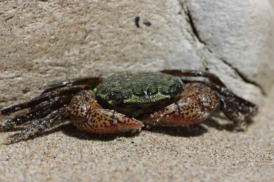 Image of striped shore crab