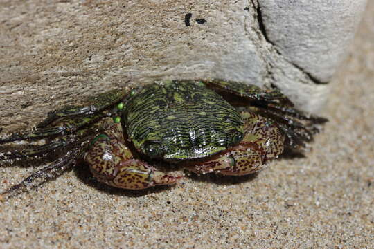 Image of striped shore crab