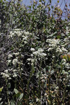 Image of ladies' tobacco