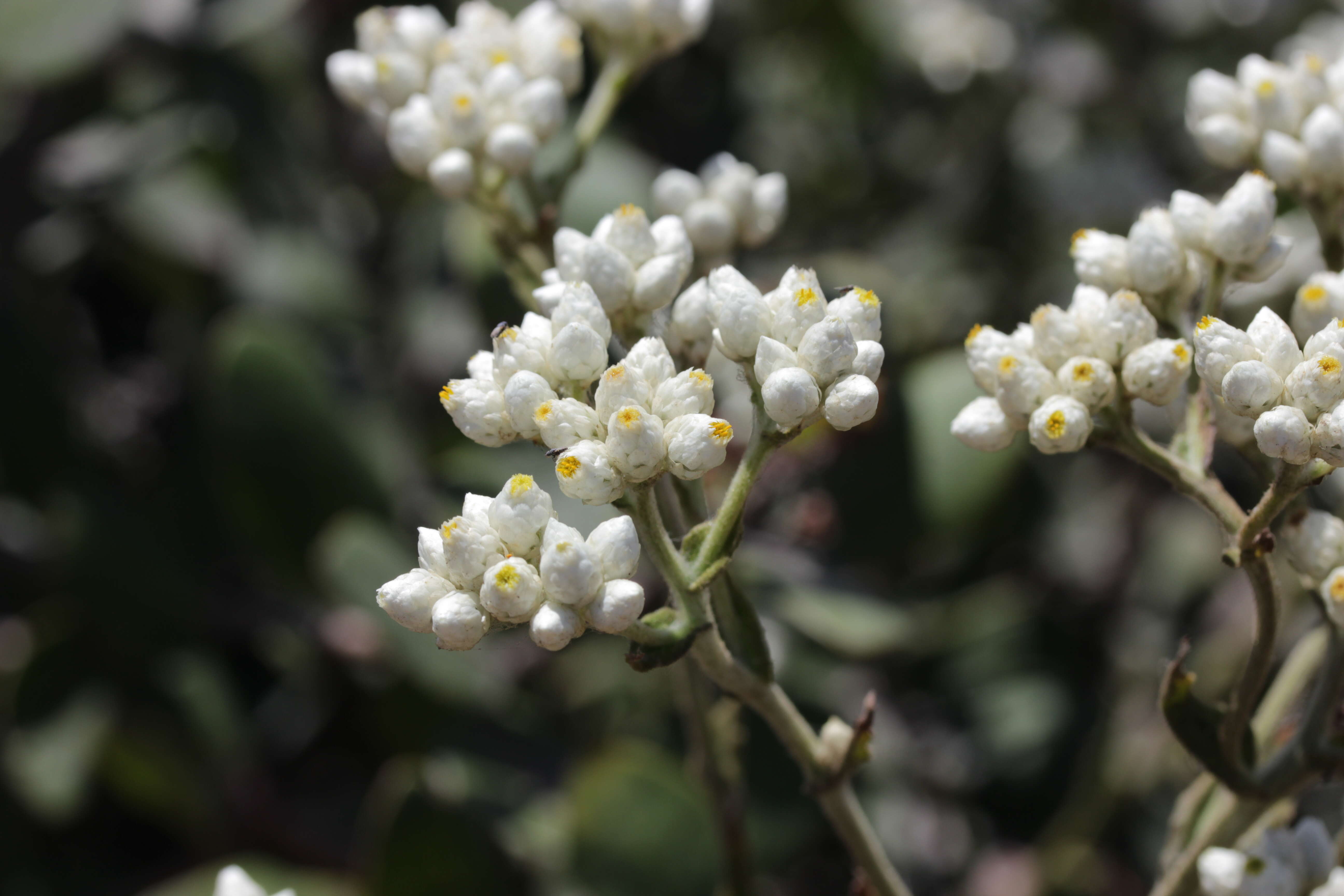 Слика од Pseudognaphalium californicum (DC.) A. A. Anderberg