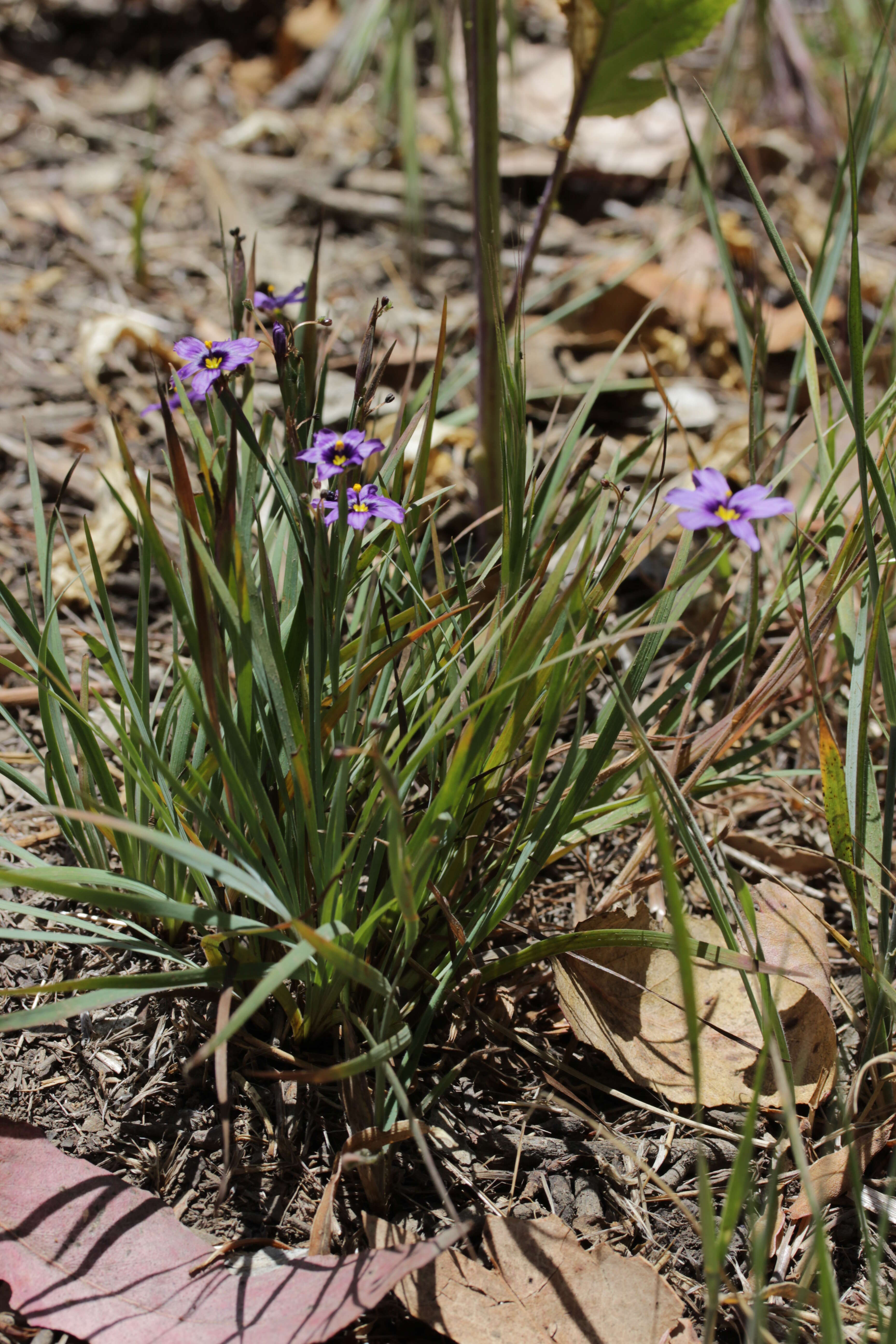 Imagem de Sisyrinchium bellum S. Watson