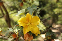 Sivun Fremontodendron californicum (Torr.) Coult. kuva