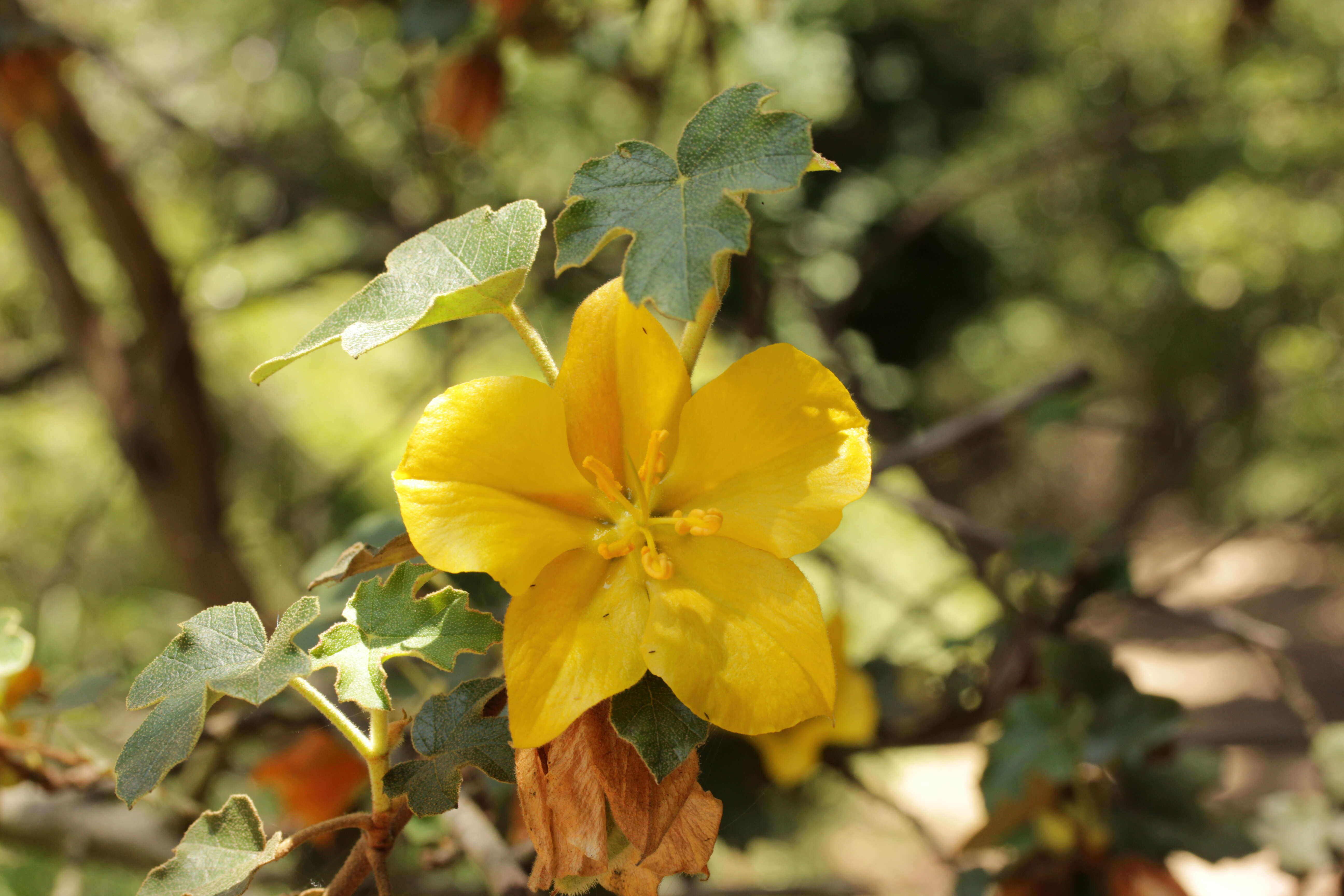 Sivun Fremontodendron californicum (Torr.) Coult. kuva