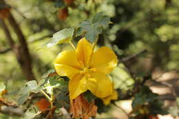 Sivun Fremontodendron californicum (Torr.) Coult. kuva