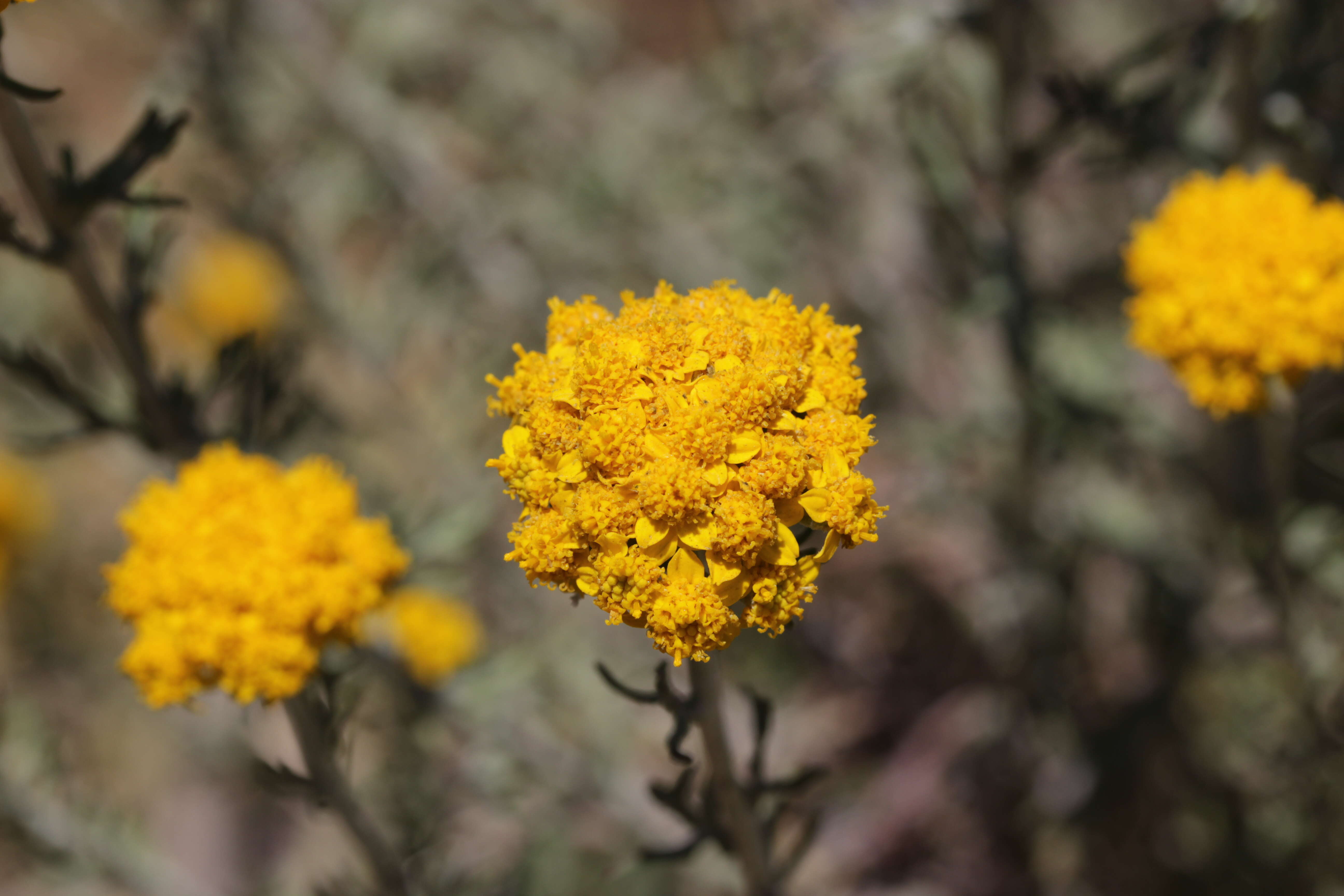 Image of seaside woolly sunflower