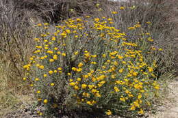 Image of seaside woolly sunflower