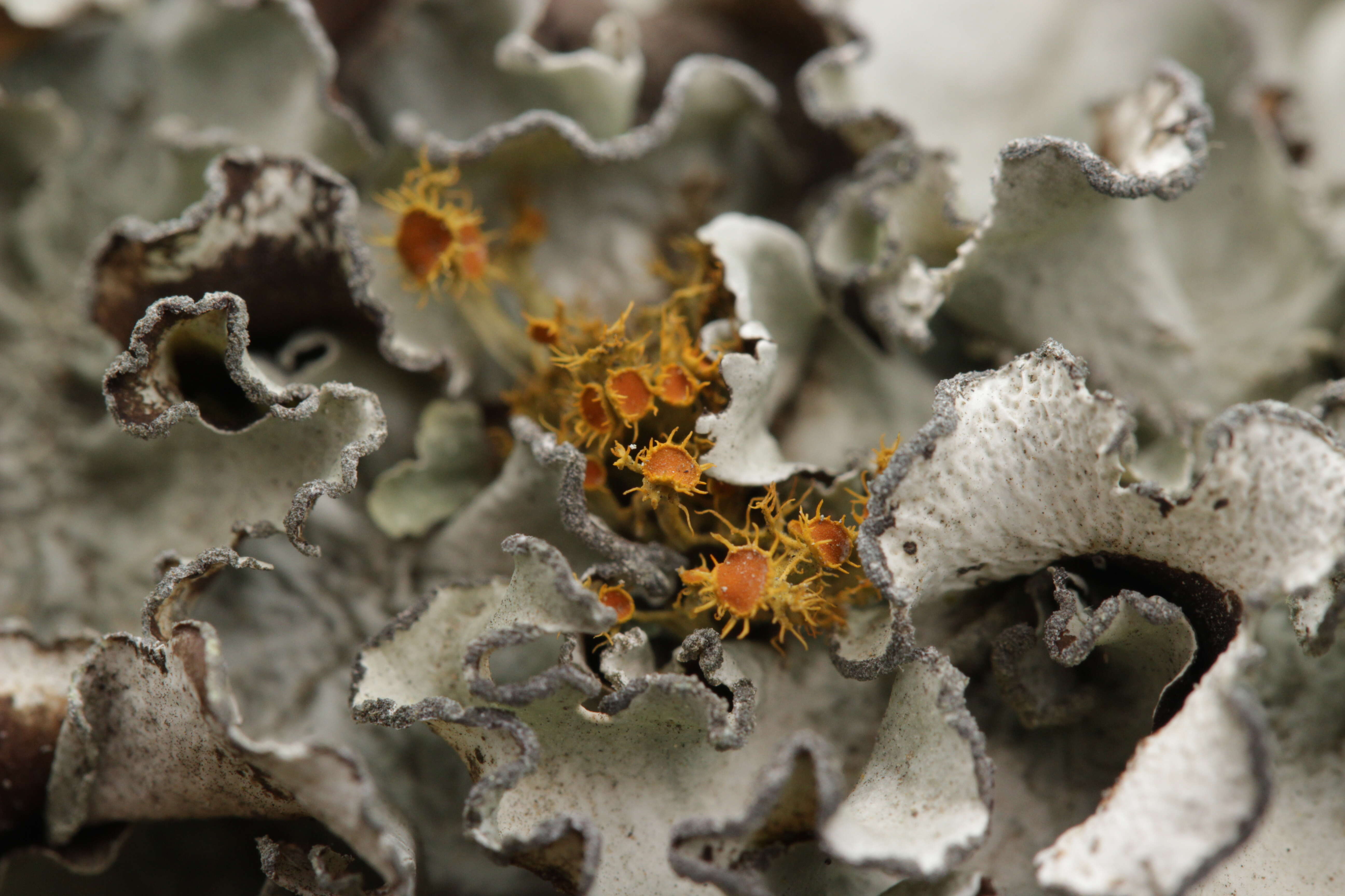 Image of teloschistes lichen