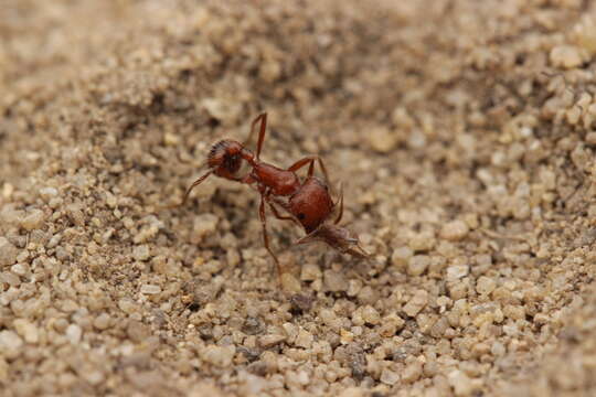 Image of Harvester Ants