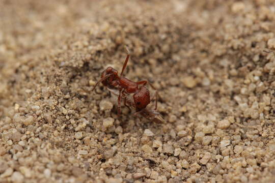 Image of Harvester Ants