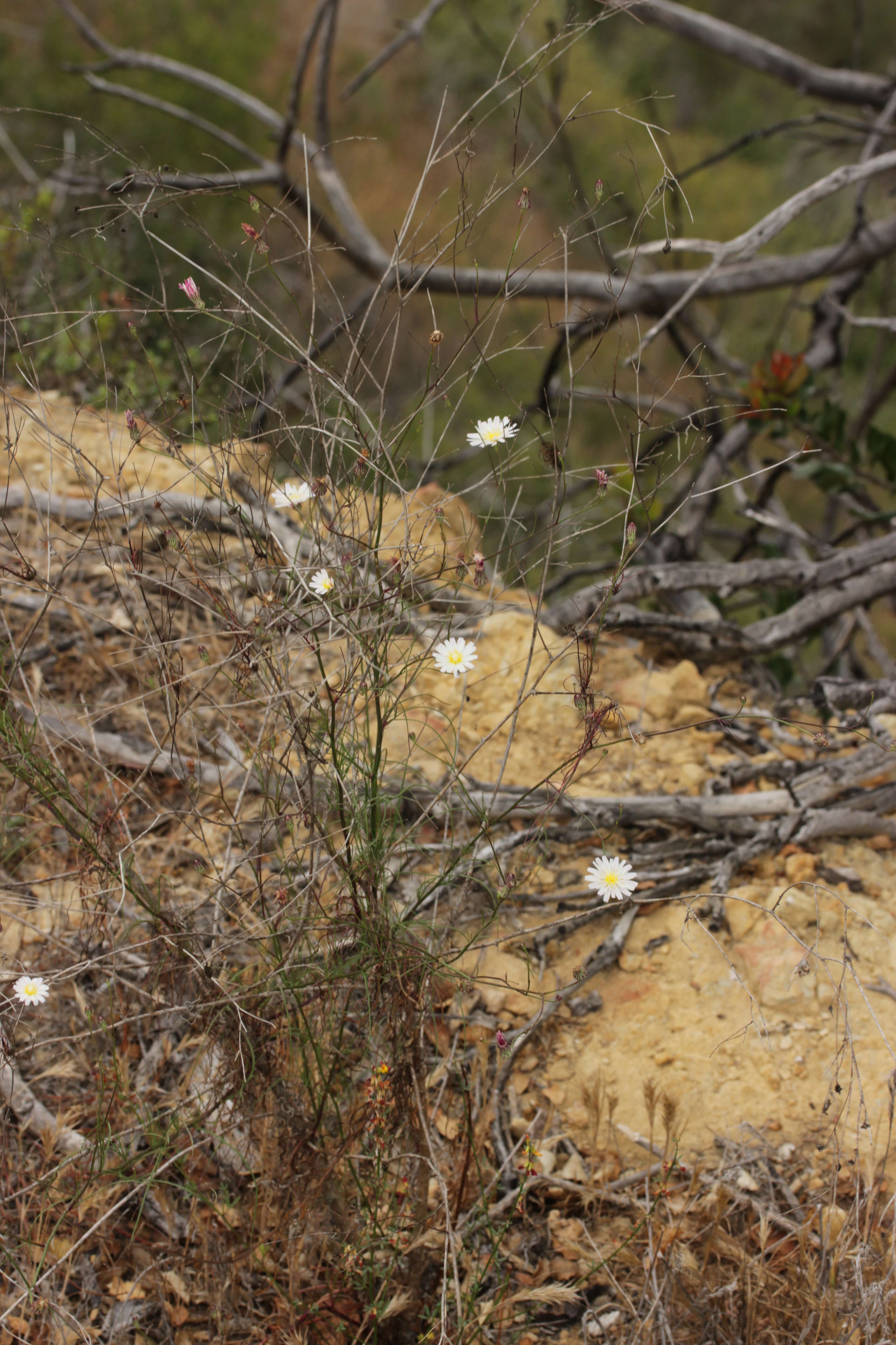 Image de Malacothrix saxatilis (Nutt.) Torr. & A. Gray