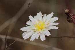 Image of cliff desertdandelion