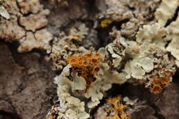 Image of teloschistes lichen