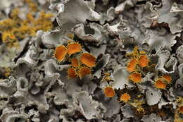 Image of teloschistes lichen