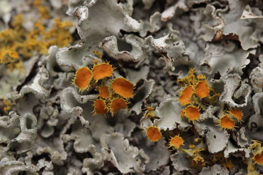 Image of teloschistes lichen