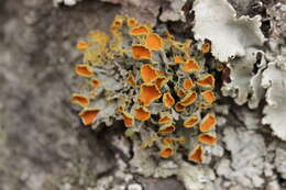 Image of teloschistes lichen