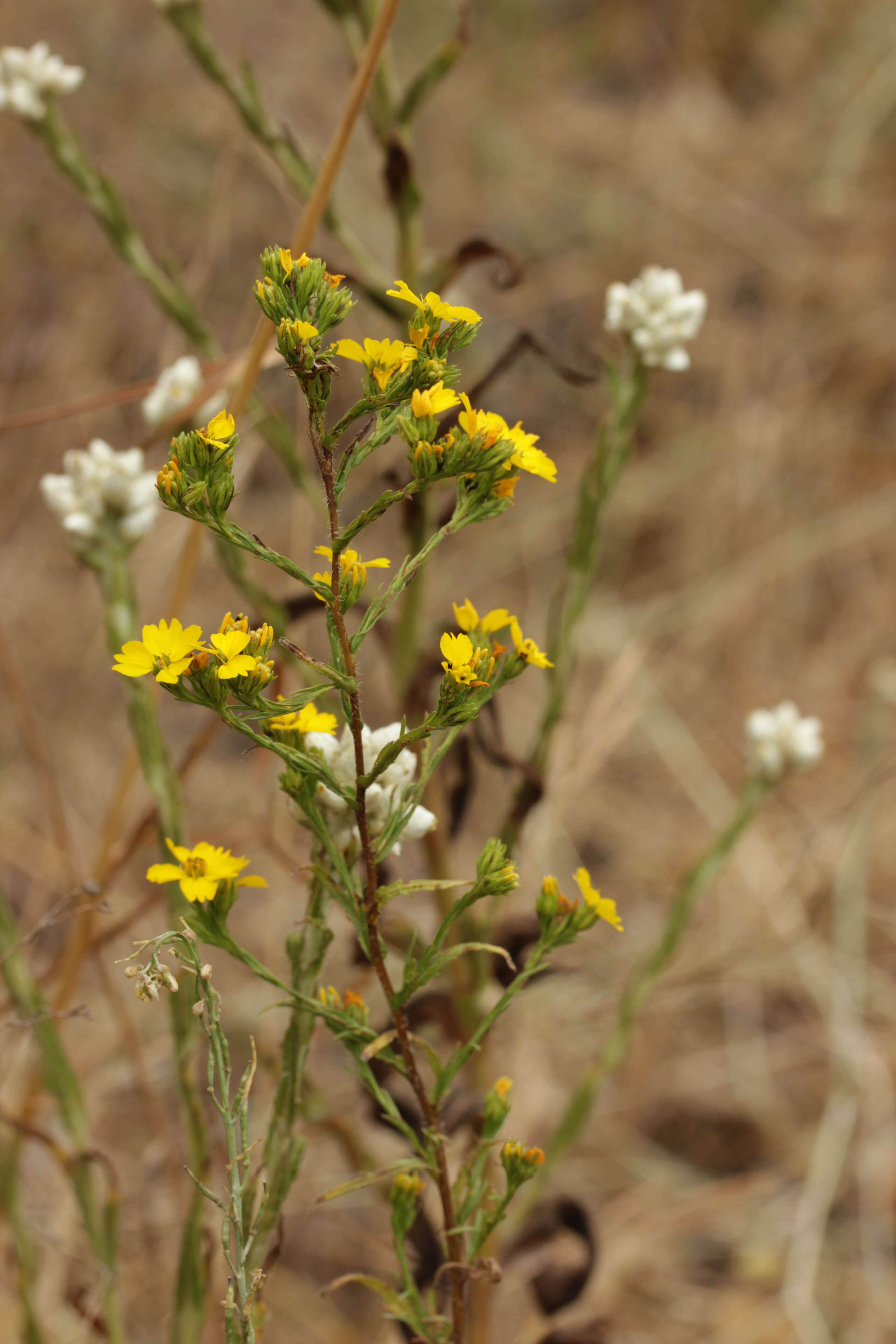 Image of Clustered Moonshine-Daisy