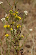 صورة Deinandra fasciculata (DC.) Greene