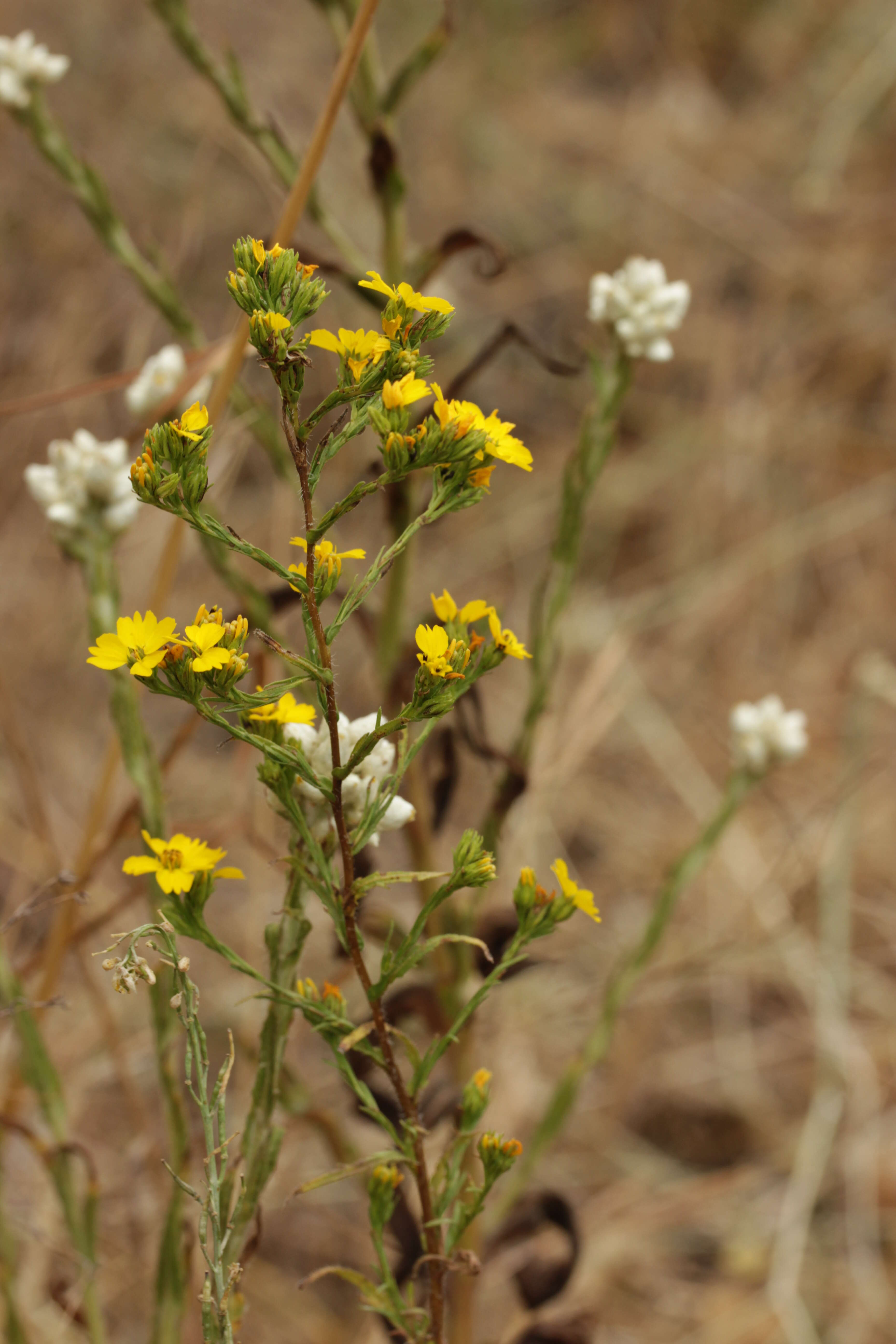 صورة Deinandra fasciculata (DC.) Greene