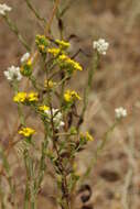 Image of Clustered Moonshine-Daisy