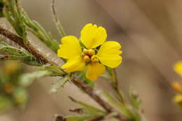 Image of Clustered Moonshine-Daisy