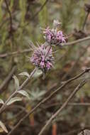 Image de Salvia leucophylla Greene