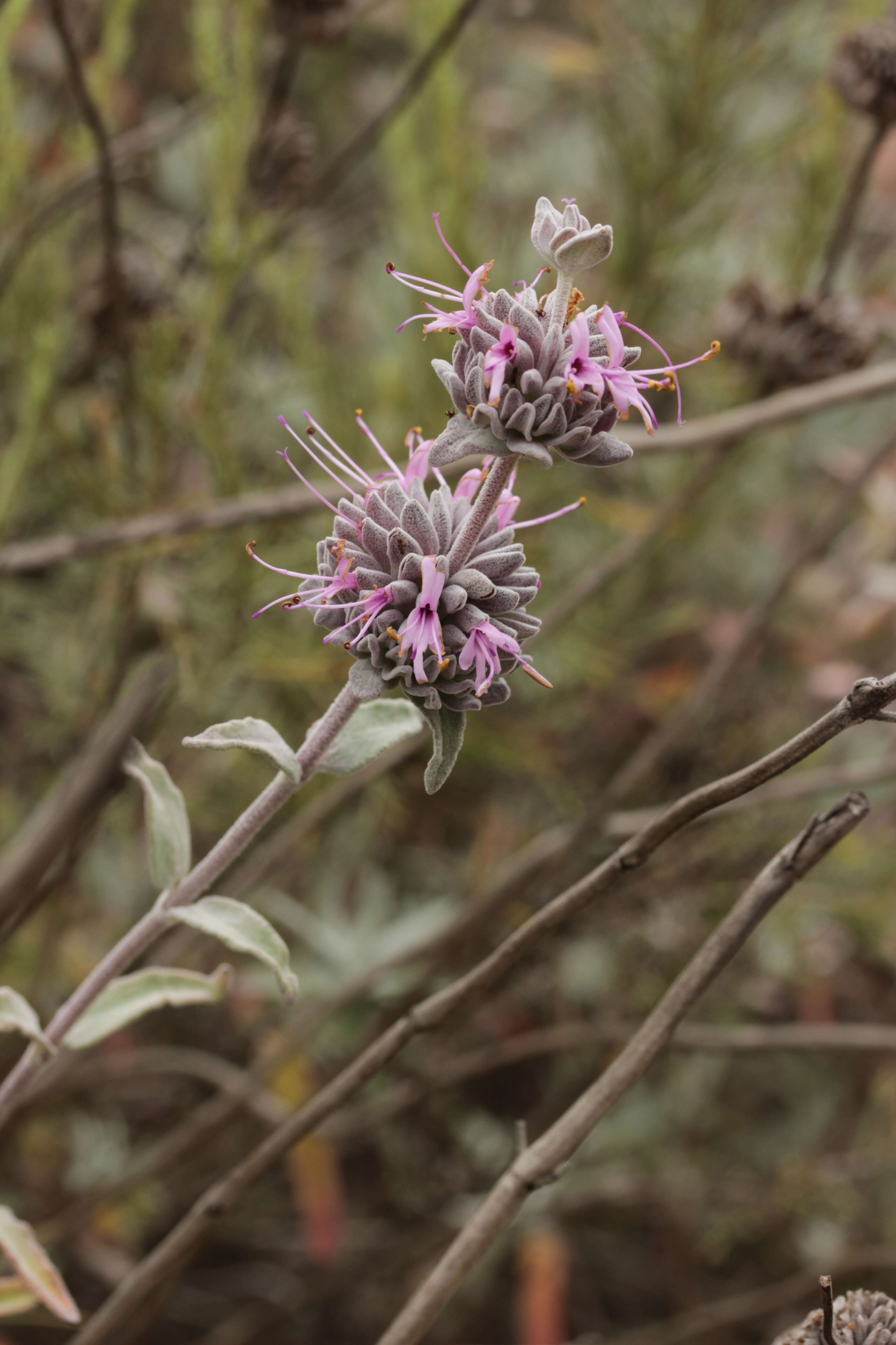 Imagem de Salvia leucophylla Greene