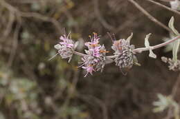 Imagem de Salvia leucophylla Greene