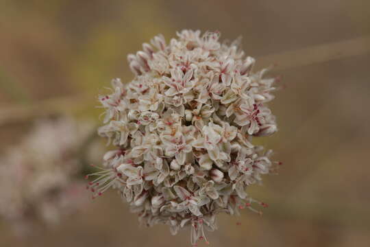 Imagem de Eriogonum fasciculatum Benth.