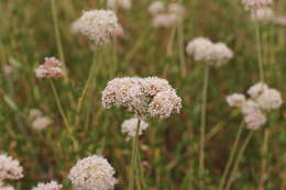 Imagem de Eriogonum fasciculatum Benth.