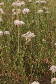 Imagem de Eriogonum fasciculatum Benth.