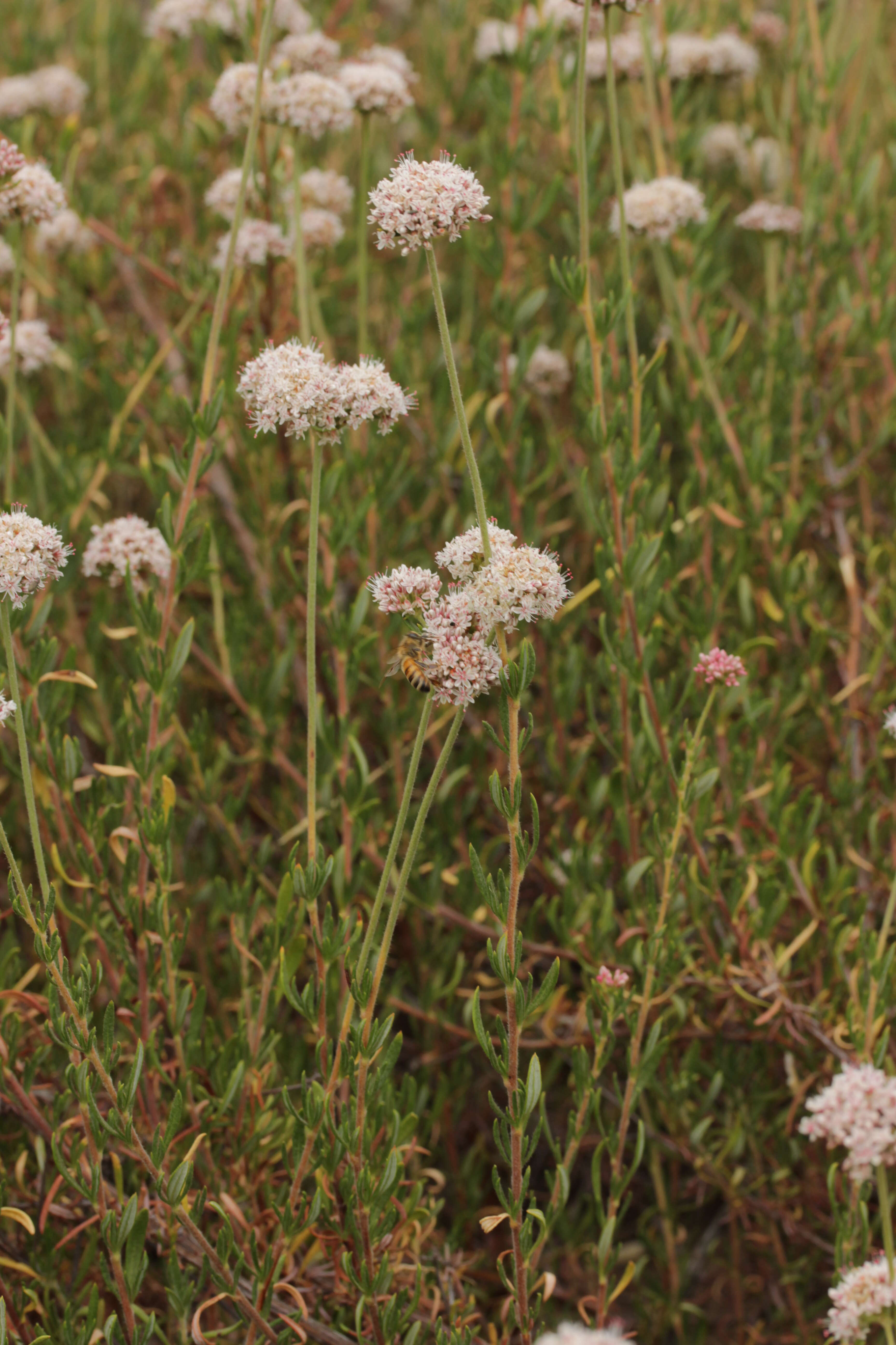 Imagem de Eriogonum fasciculatum Benth.