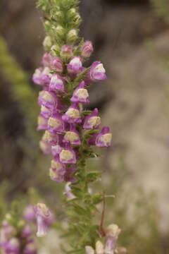 Sivun Antirrhinum thompsonii D. J. Keil kuva