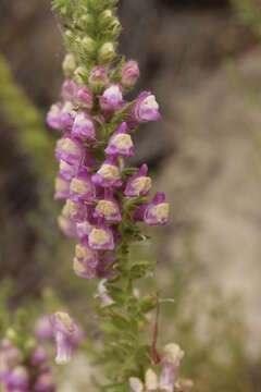 Sivun Antirrhinum thompsonii D. J. Keil kuva