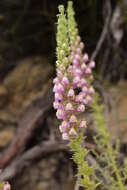 Image of Sierra snapdragon