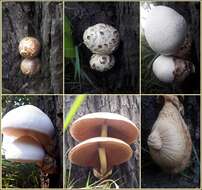 Volvariella bombycina (Schaeff.) Singer 1951 resmi