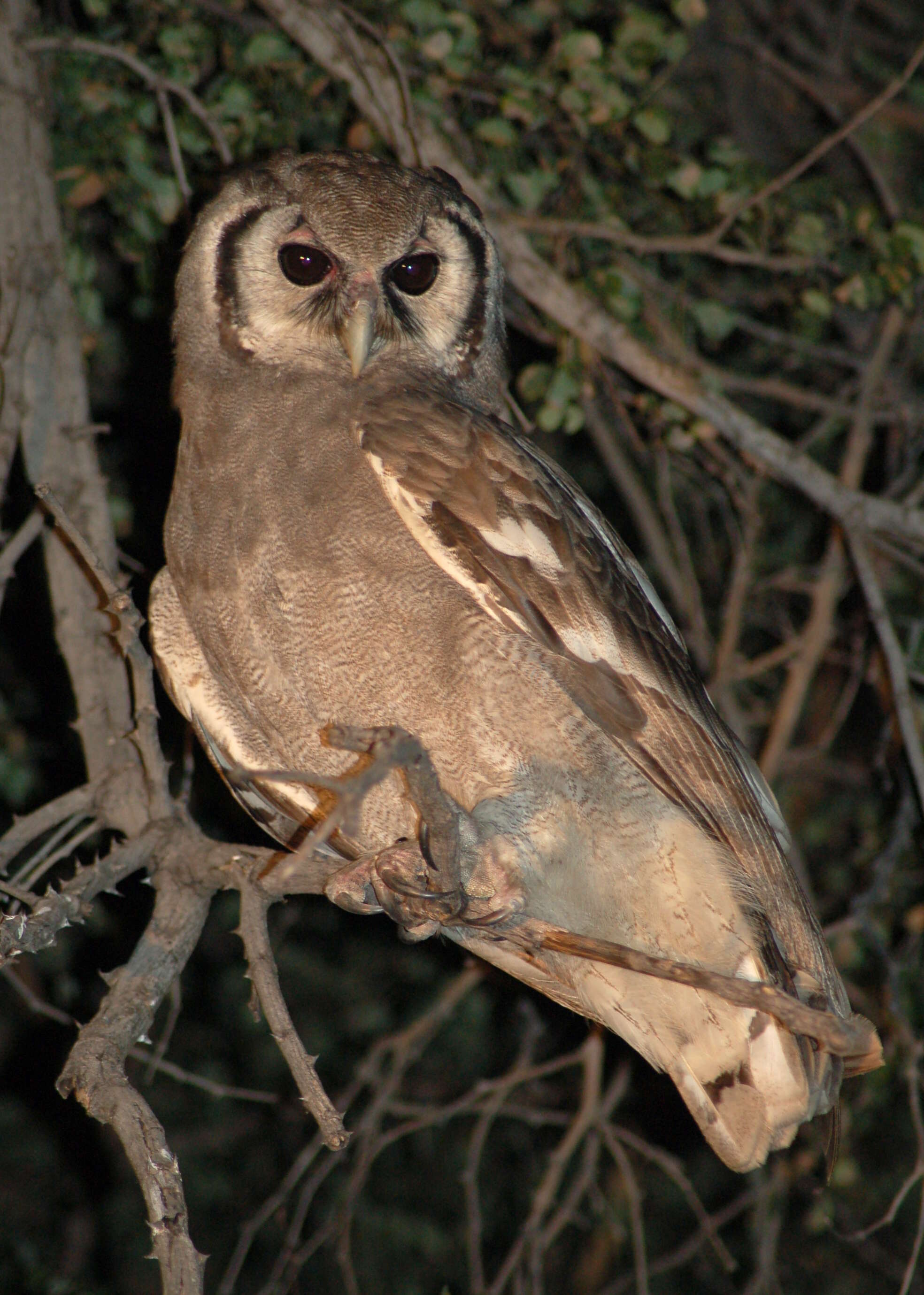 Bubo lacteus (Temminck 1820)的圖片