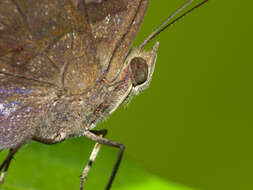 Image of chocolate pansy