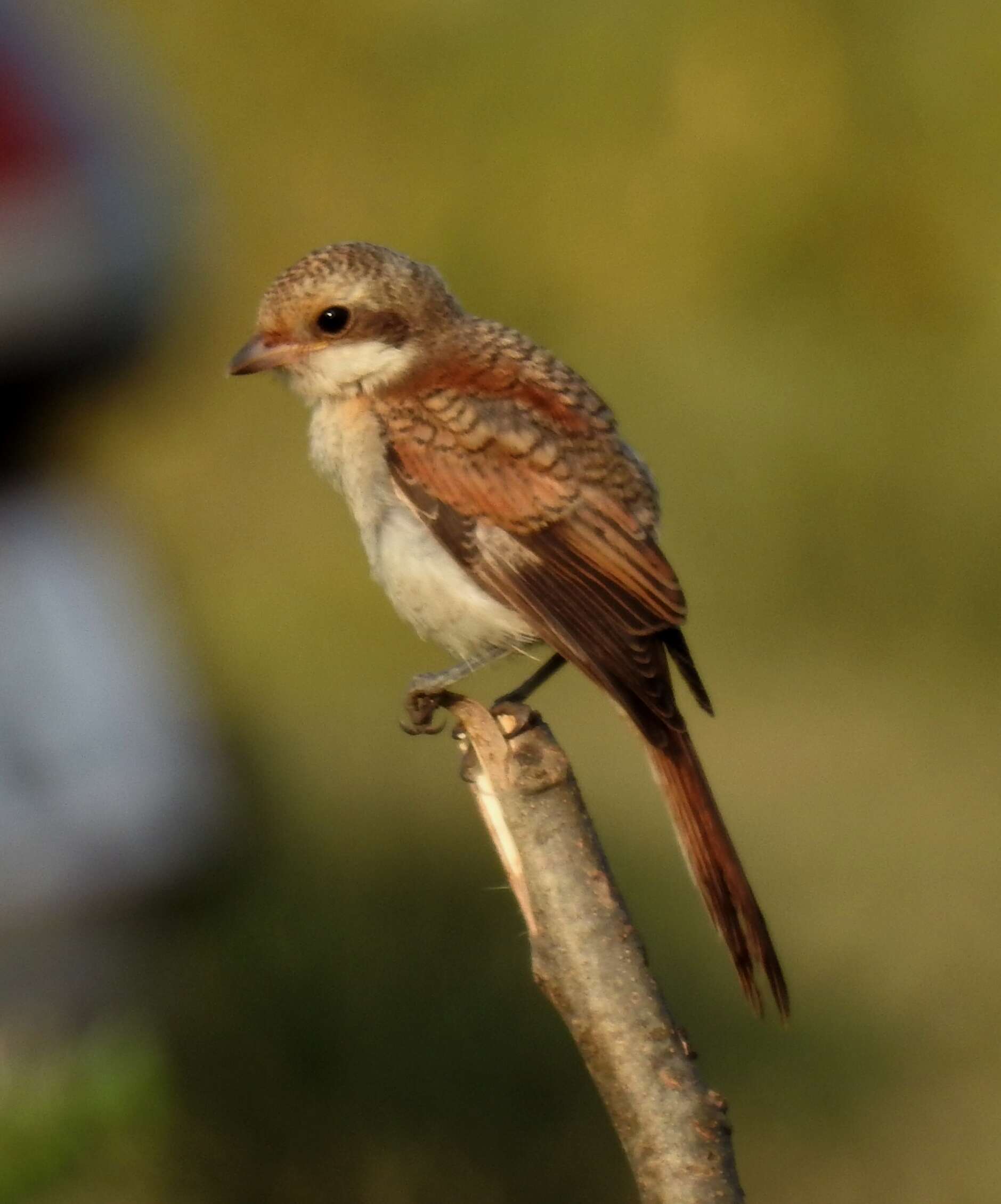 Image of Bay-backed Shrike