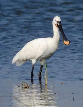 Image of spoonbill, eurasian spoonbill