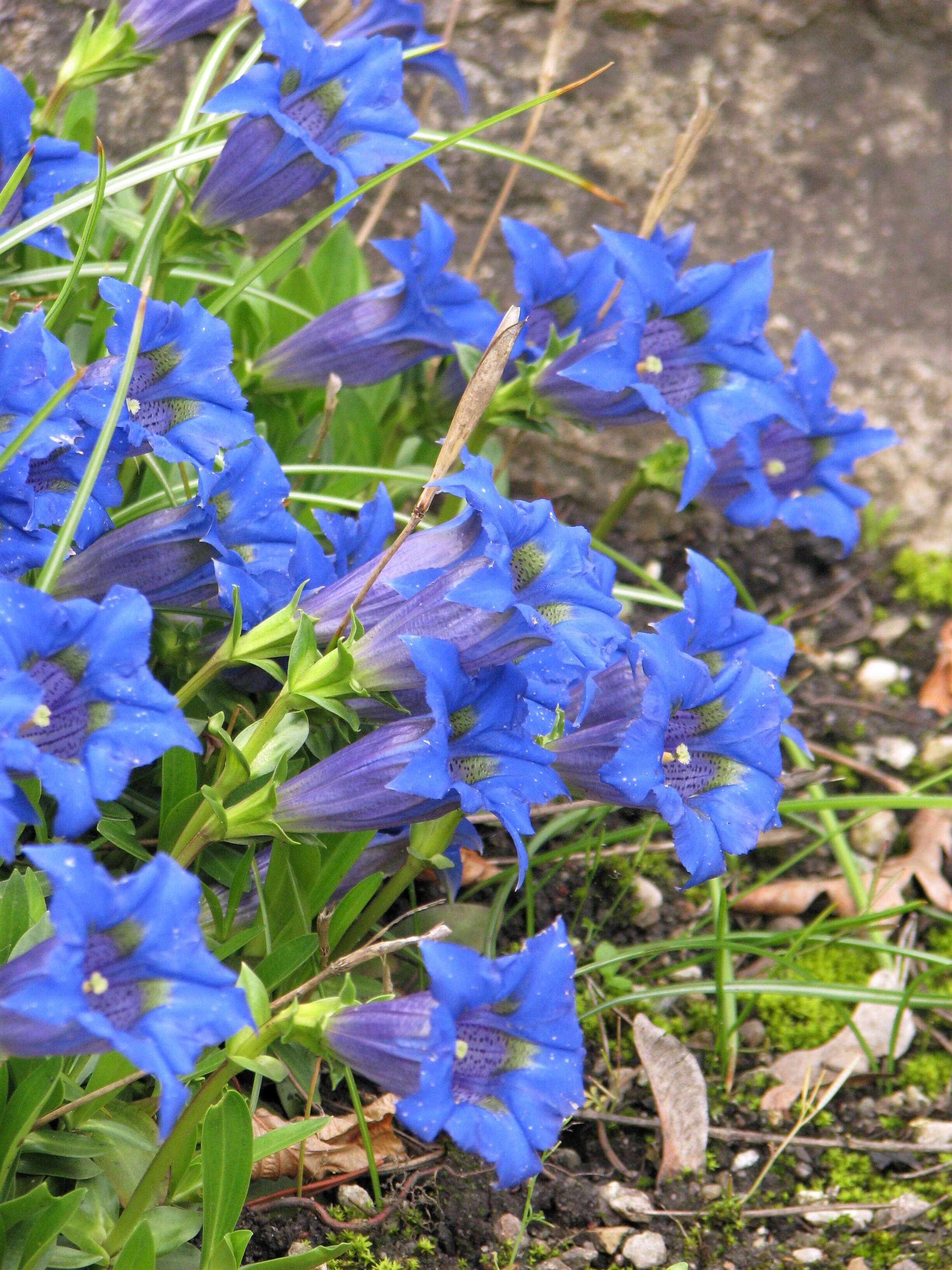 Image of Stemless Gentian