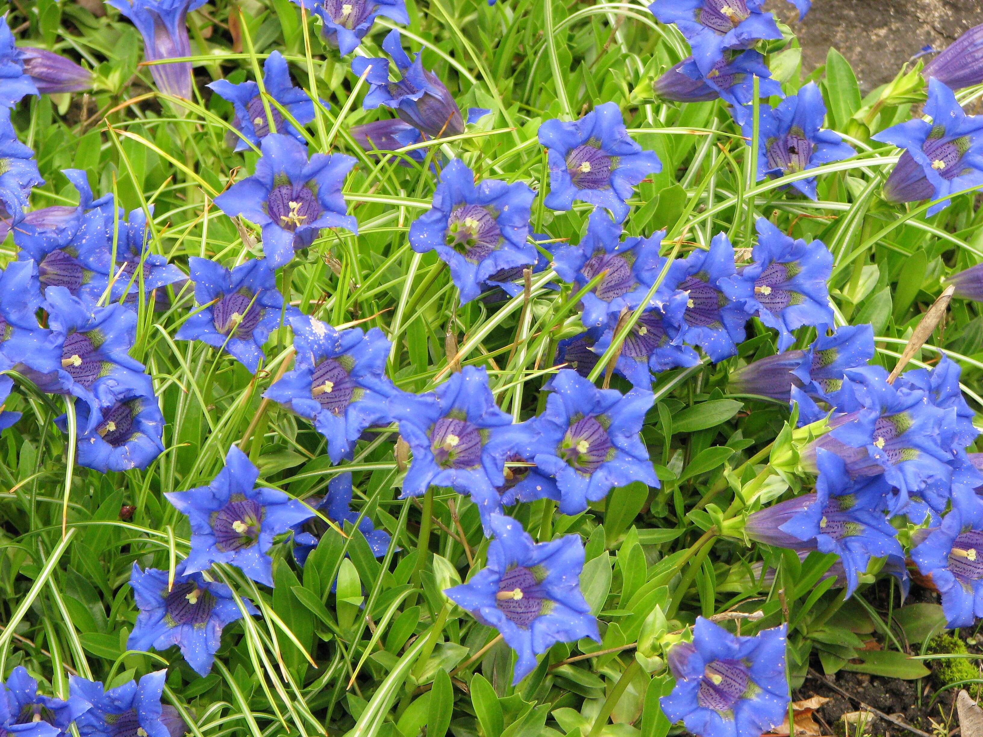 Image of Stemless Gentian