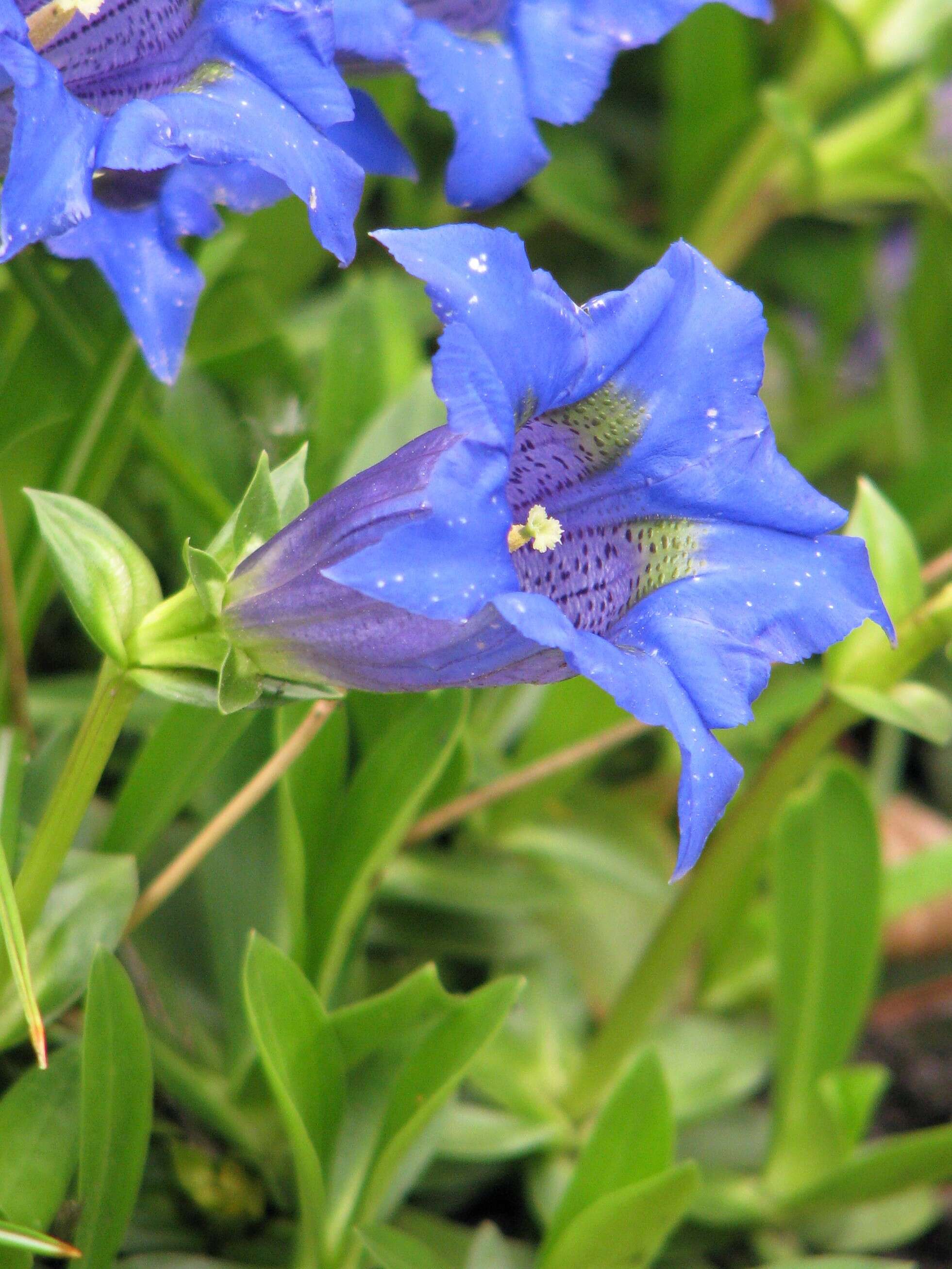 Image of Stemless Gentian