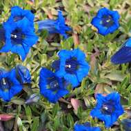 Image of Stemless Gentian