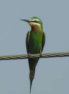 Image of Blue-cheeked Bee-eater