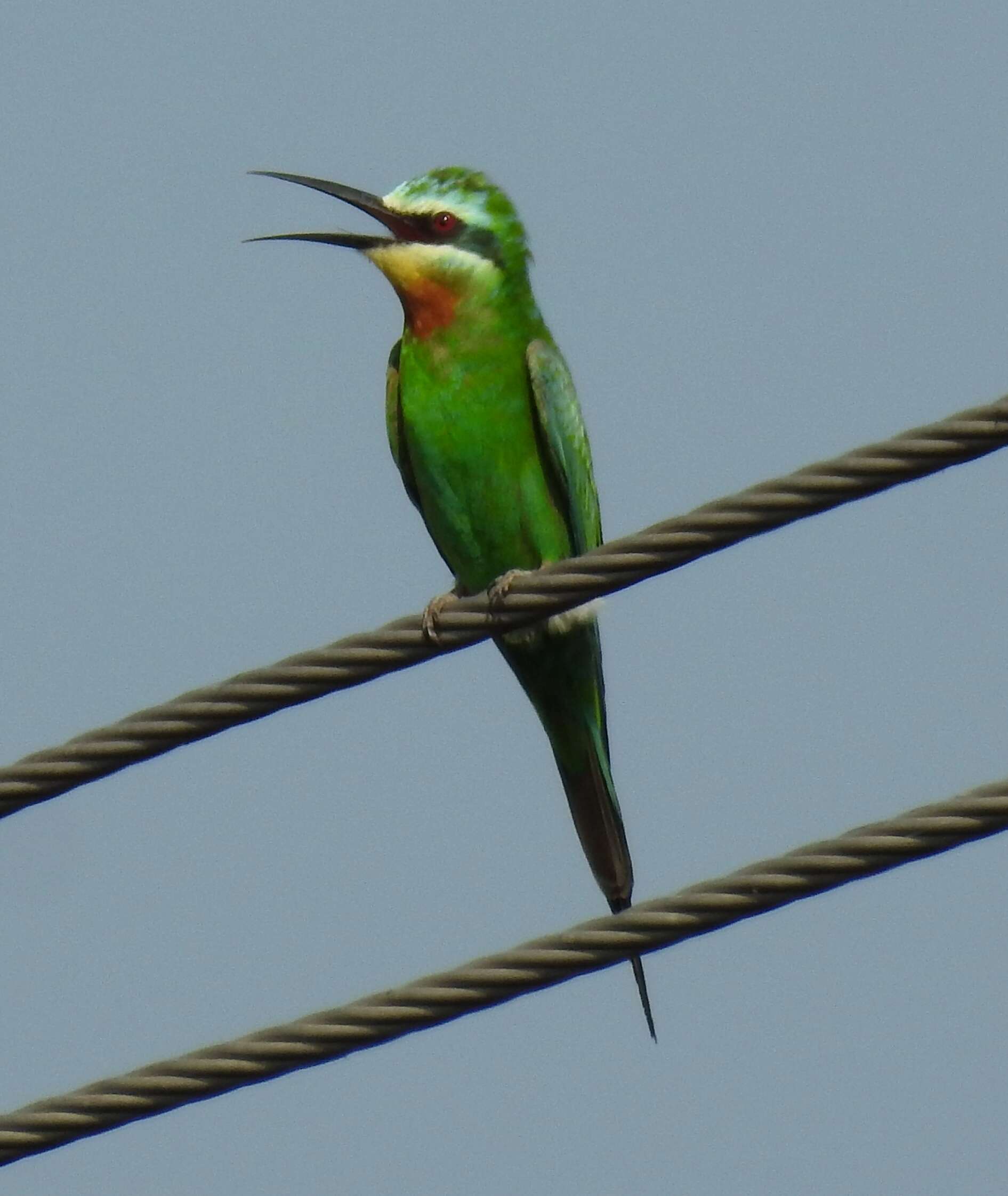 Image of Blue-cheeked Bee-eater