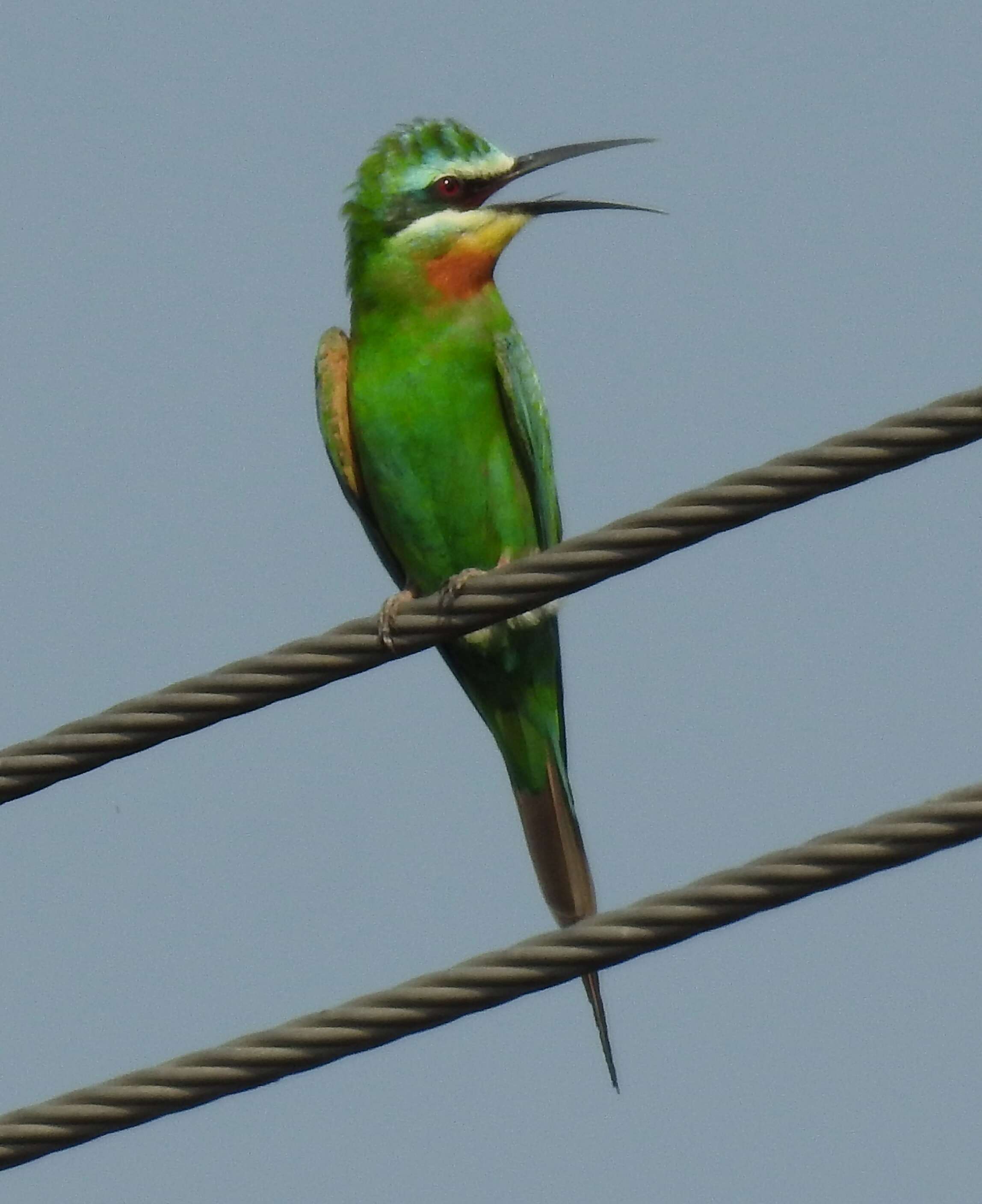 Image of Blue-cheeked Bee-eater