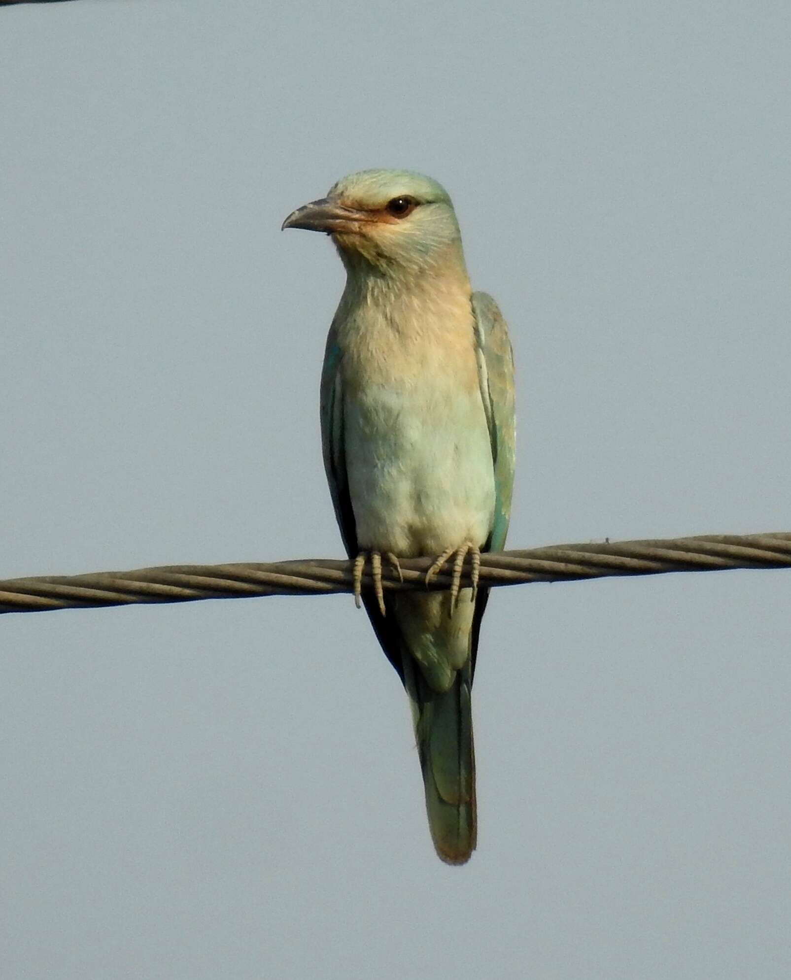 Image of European Roller